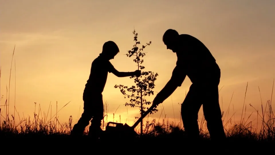 Planting a young tree at sunset